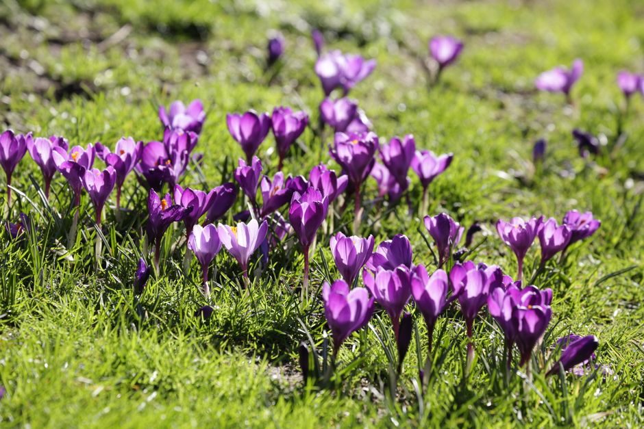 A vibrant cluster of purple crocus flowers with delicate, cup-shaped petals blooming amidst bright green, fresh grass. The flowers display varying shades of purple, from deep violet to lighter lavende