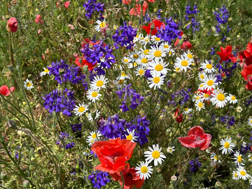 A vibrant floral arrangement featuring a mixed bouquet of red poppies, purple lobelias, and white daisies with yellow centers, set in a natural outdoor garden environment. The flowers are densely pack