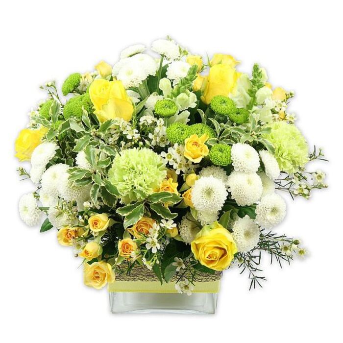 An elegant, generously proportioned floral arrangement in tones of yellow, white, and green is gathered into a smooth, rounded dome and presented in a clear square glass vase, photographed against a spotless white backdrop. The bouquet is full yet meticulously balanced, as if crafted for a hallway console or dining table in one of the quiet streets off Elmers End Road. Striking yellow roses form the main focal points, their velvety petals unfolding in layered spirals, some blossoms fully open and others held in bud, adding both drama and tenderness. Interspersed among them, clusters of smaller yellow spray roses introduce a softer, more delicate repetition of colour and form. White pompom chrysanthemums lend plush, globe-shaped blooms, their countless petals creating a pillowy texture that contrasts beautifully with the smooth rose petals. Lime green button chrysanthemums, compact and spherical, dot the design with bright, modern accents. Larger, gently ruffled pale-green flowers-suggestive of green carnations or particular chrysanthemum varieties-provide an airy, cool-toned layer, evoking the freshness of nearby Kelsey Park on a spring afternoon. The floral heads are woven through with an abundance of foliage: broad, variegated leaves edged in pale cream, mixed with deeper, glossy greens and fine, feathery filler foliage that softens the outline of the bouquet. Tiny white star-like filler flowers are sprinkled lightly throughout, adding delicate punctuation and visual lightness. The square glass vase shows the stems within but is softened by a wide, rustic band of textured natural material, perhaps raffia or bark, wrapped at the midpoint and topped with a vivid lime green ribbon that echoes the green blooms above. This arrangement radiates warmth, renewal, and understated celebration, ideal for birthdays, housewarmings, or simply bringing a bright, contemporary touch to a home or business in Elmers End.