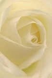 Drawn into the soft embrace of a cream-white rose, the image allows you to linger within its spiral-a cocoon of tender petals that seem touched by first light on a tranquil Elmers End morning. Each layer appears almost weightless, a gentle cradle of ivory gleaming with understated brilliance. Subtle shadows nestle in the folds, infusing the rose with peaceful depth and quiet emotion-mirroring the stillness found on walks along Upper Elmers End Road. There's an air of calm reverence, making this bloom the archetype for conveying sympathy, admiration, or celebrating hopeful beginnings. The faint, sweet aroma floats as an invitation to solace, and the artistry of Flowers Elmers End shines in every thoughtfully placed petal. Every delivery radiates heartfelt care, connecting your sentiments to homes and hearts throughout Elmers End.